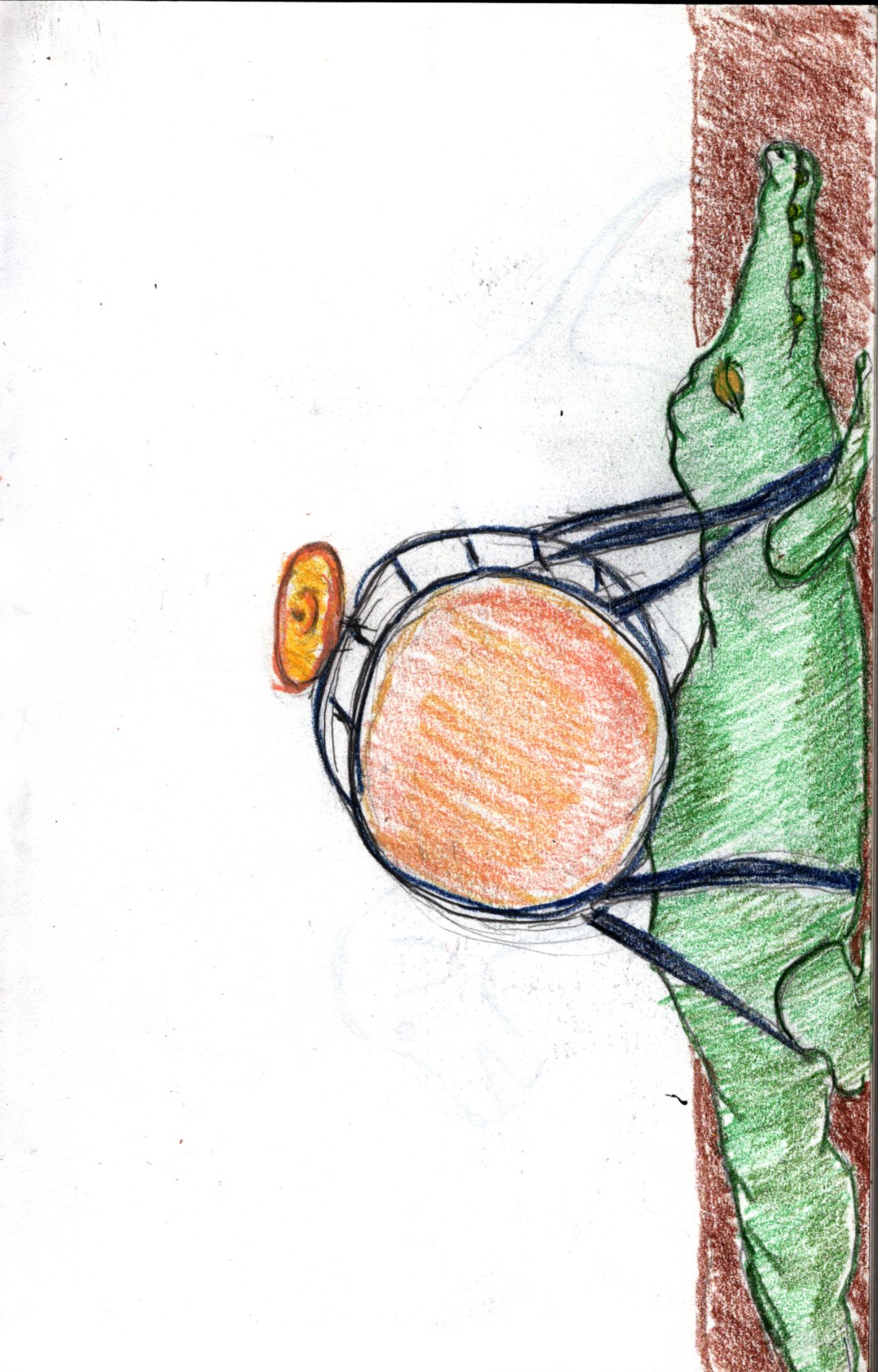 Alligator With Bass Drum